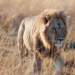 Tanzania Safari Long Stay Packages