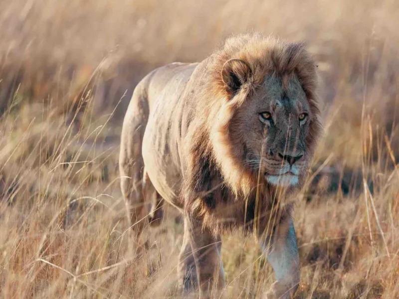 Tanzania Safari Long Stay Packages