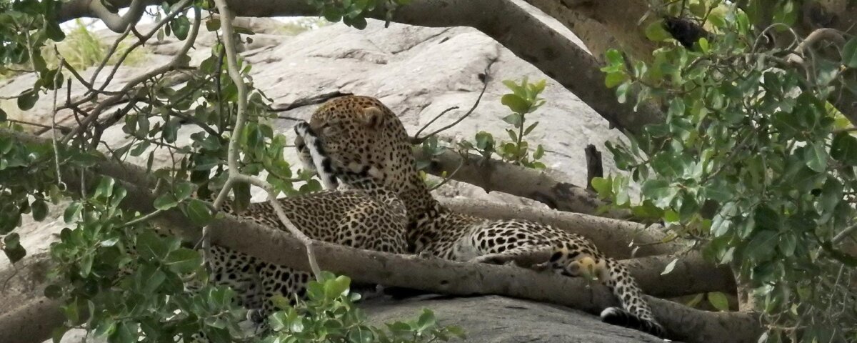Tanzania Safari for Leopard Sightings