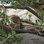 Tanzania Safari for Leopard Sightings