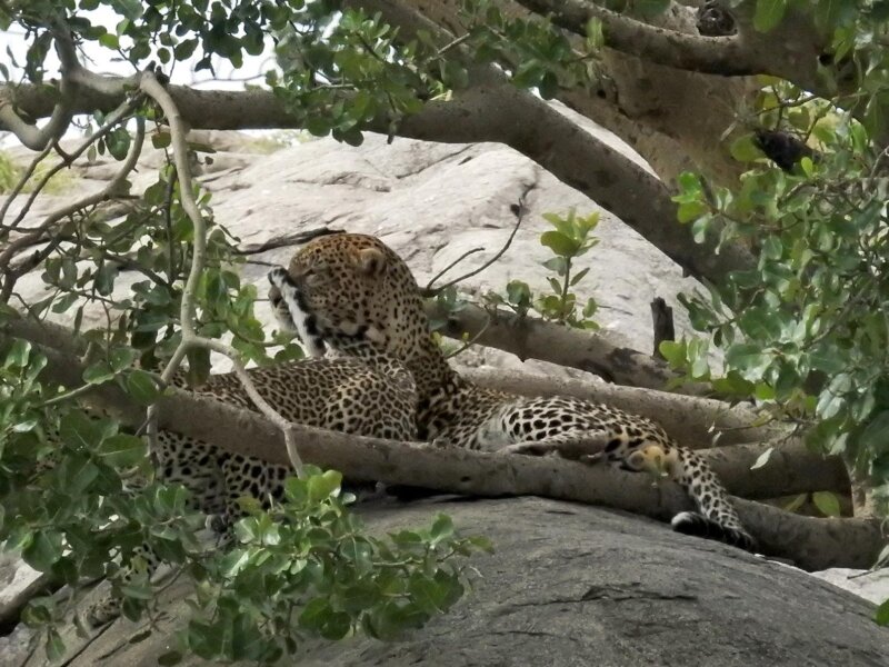 Tanzania Safari for Leopard Sightings
