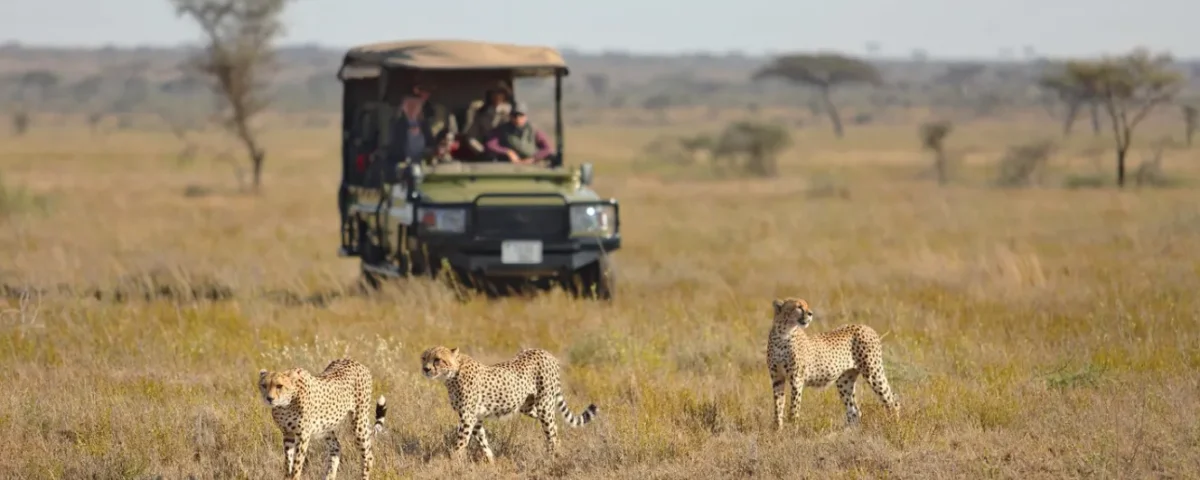 Which Safari in Tanzania Is Best for Families