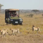 Which Safari in Tanzania Is Best for Families