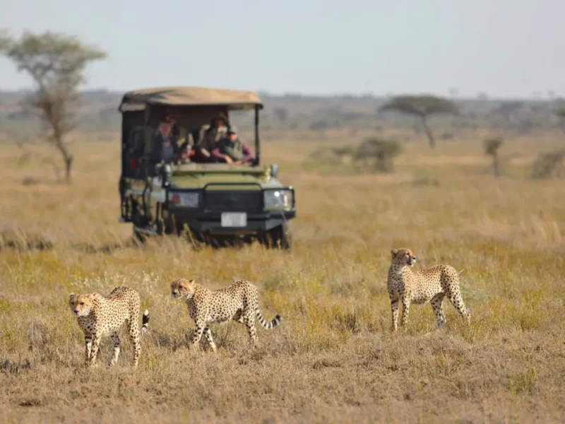 Which Safari in Tanzania Is Best for Families