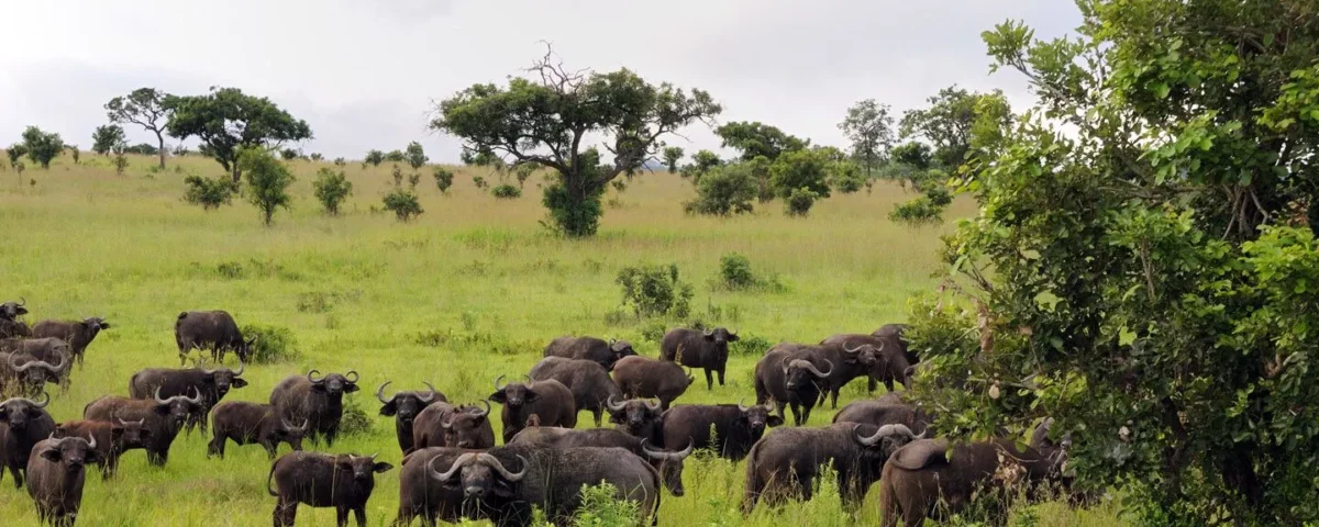 Tanzania Safari for Buffalo Viewing