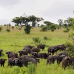 Tanzania Safari for Buffalo Viewing