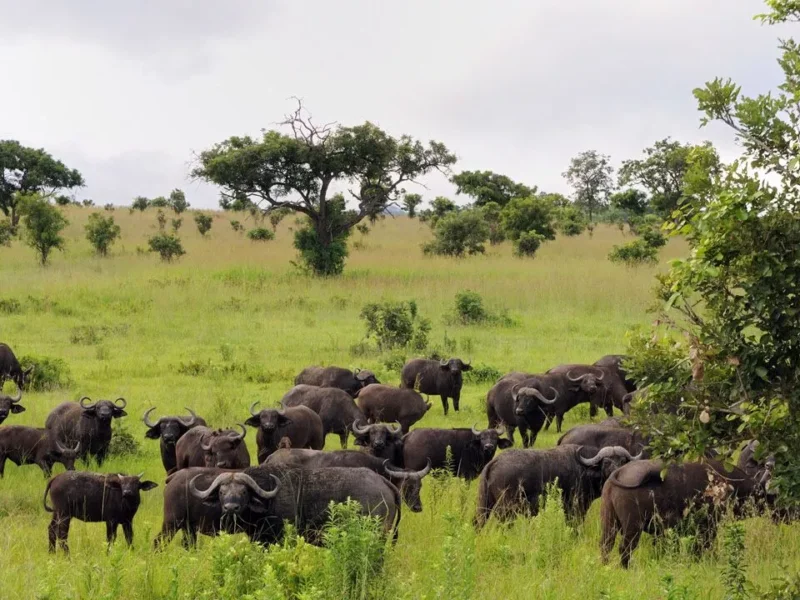 Tanzania Safari for Buffalo Viewing