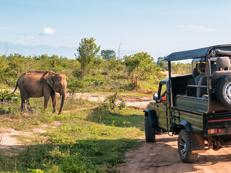 Tanzania Safari for Researchers
