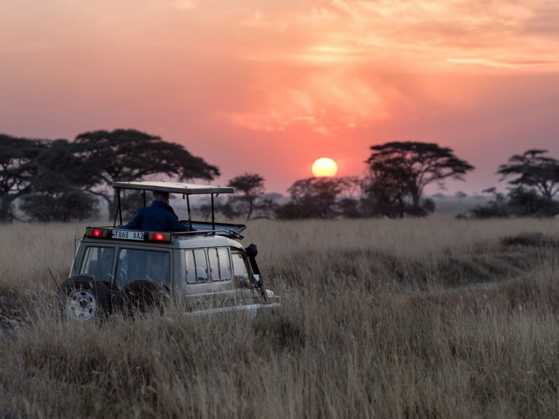 Tanzania Safari from Moshi: Your Gateway to Northern Tanzania Adventures