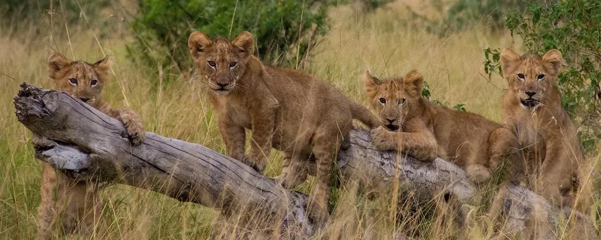 Uganda Tanzania Safari Packages
