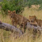 Uganda Tanzania Safari Packages