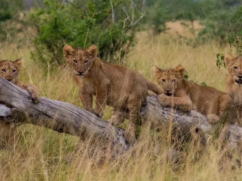 Uganda Tanzania Safari Packages