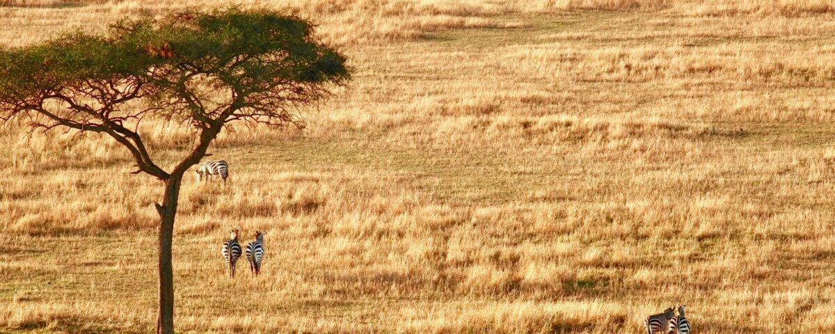 Tanzania Safari with Expert Guides