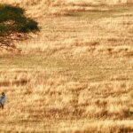 Tanzania Safari with Expert Guides
