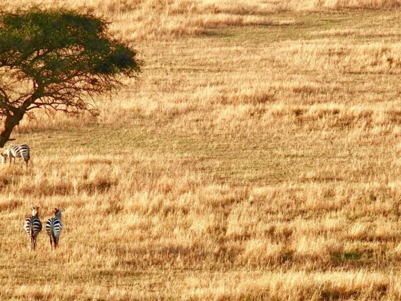 Tanzania Safari with Expert Guides