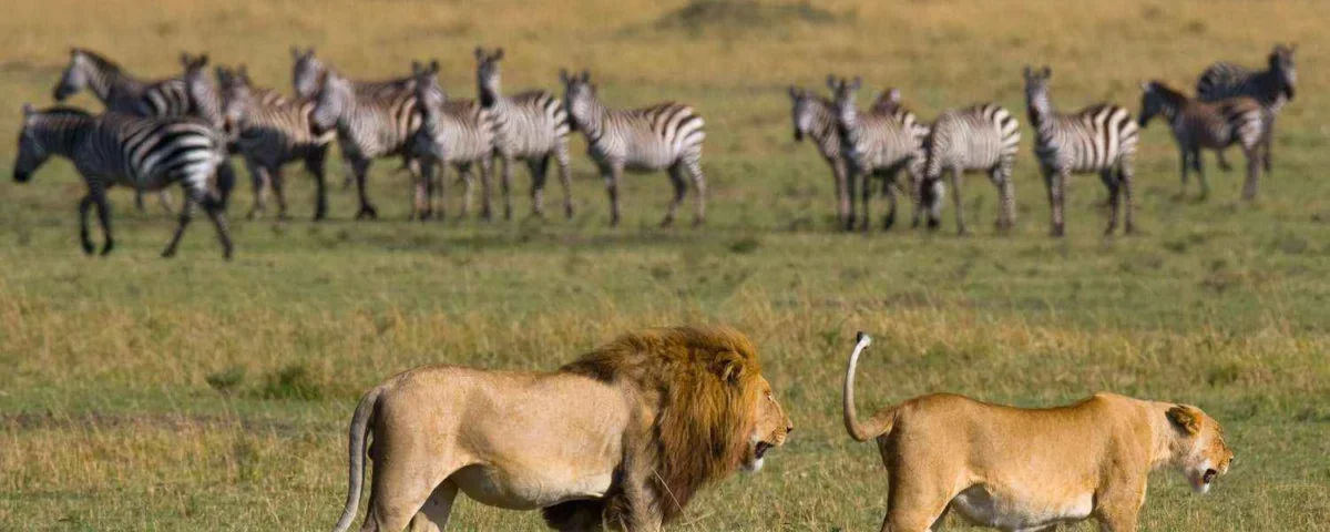 14 Days Tanzania Safari Tours