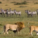 14 Days Tanzania Safari Tours