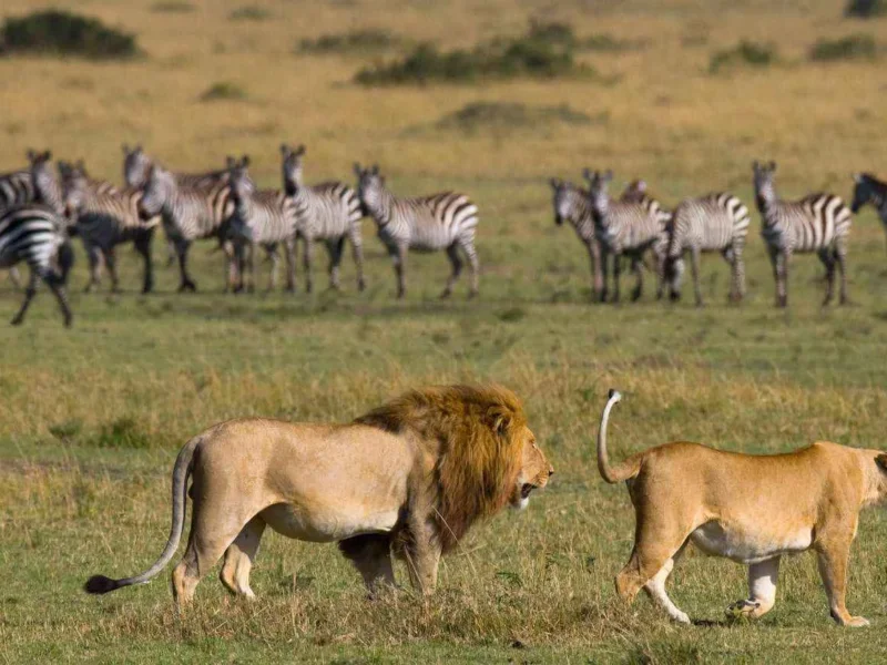 14 Days Tanzania Safari Tours