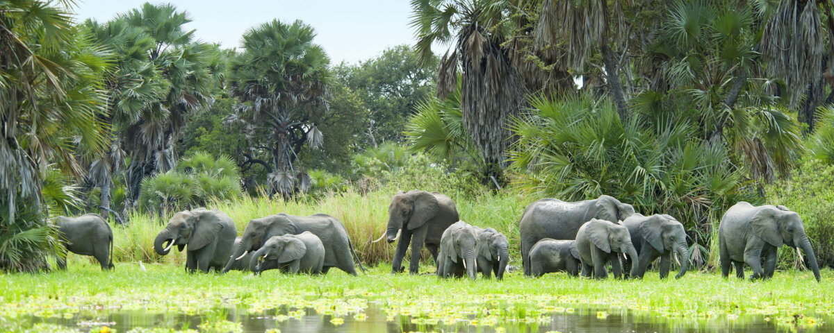Selous Game Reserve Safaris: Discover Tanzania’s Wild and Untouched Paradise
