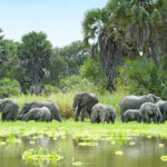 Selous Game Reserve Safaris: Discover Tanzania’s Wild and Untouched Paradise