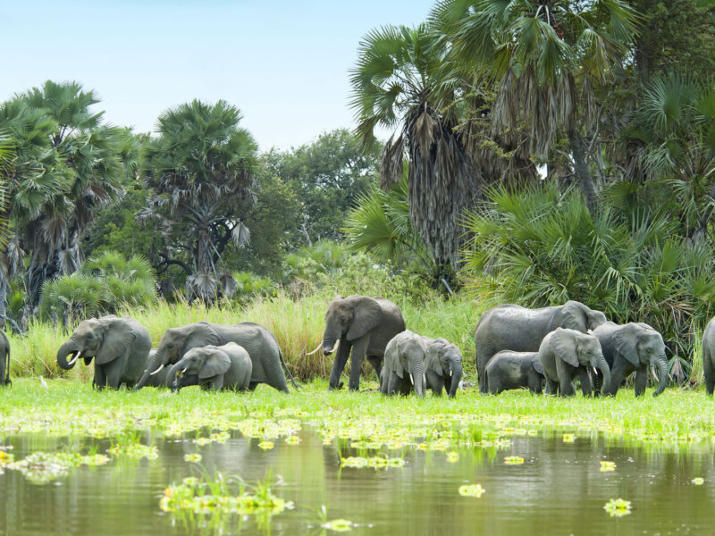 Selous Game Reserve Safaris: Discover Tanzania’s Wild and Untouched Paradise