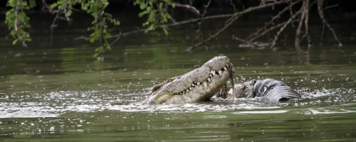 Tanzania Safari for Crocodile Watching