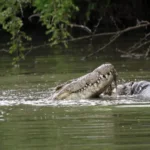 Tanzania Safari for Crocodile Watching