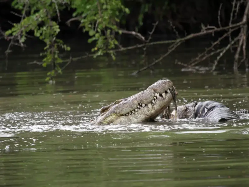 Tanzania Safari for Crocodile Watching