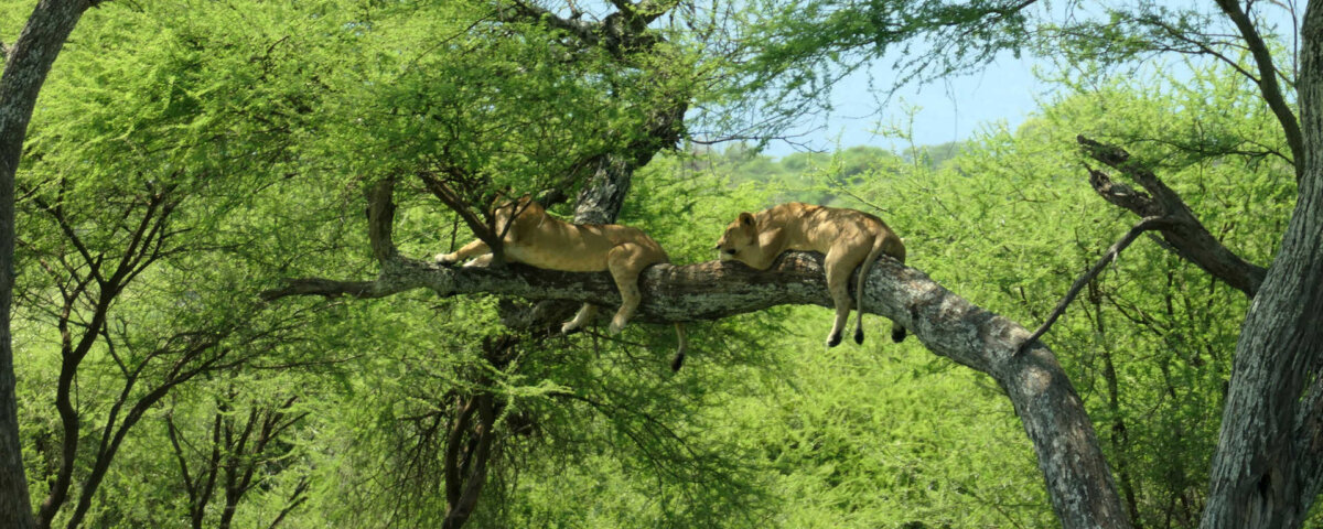 Tanzania Safari for Lion Tracking