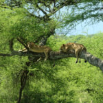 Tanzania Safari for Lion Tracking