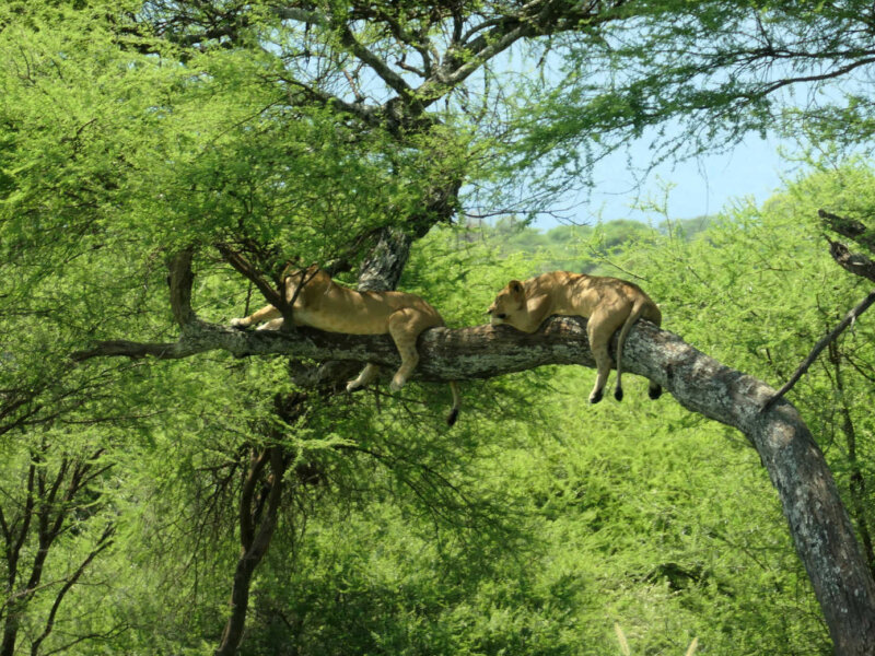 Tanzania Safari for Lion Tracking