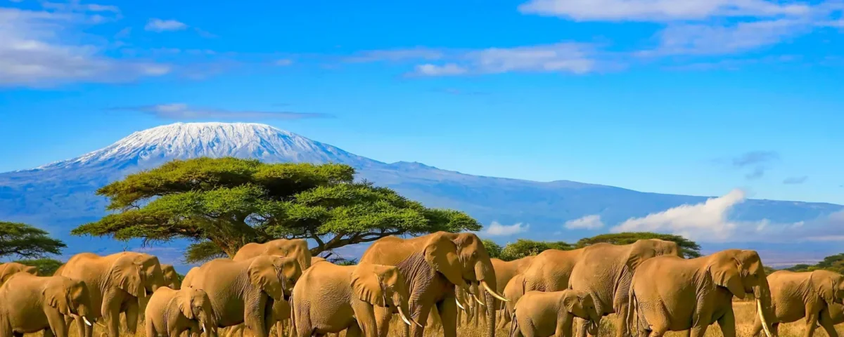 Tanzania Safari and Heritage Tourism