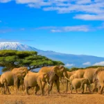 Tanzania Safari and Heritage Tourism