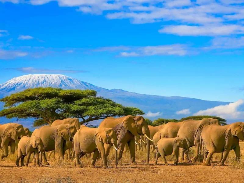 Tanzania Safari and Heritage Tourism