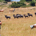 Tanzania Safari with Children