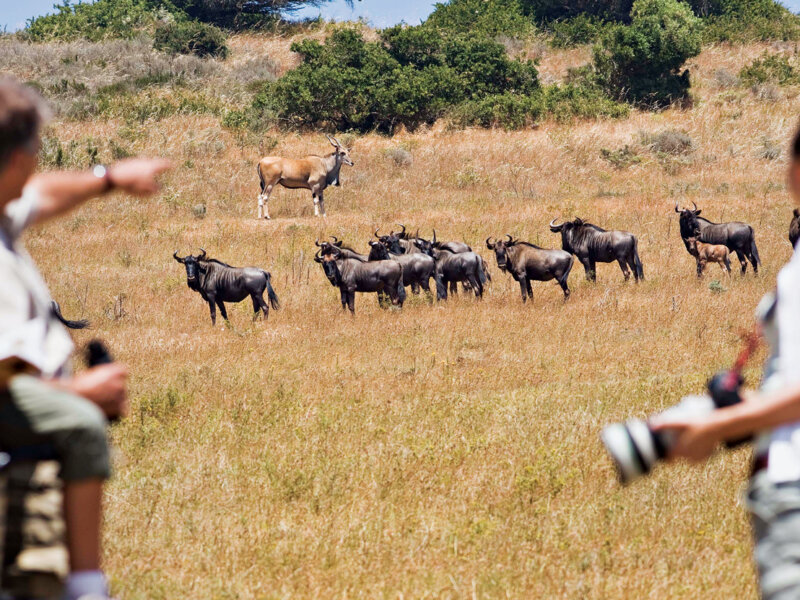 Tanzania Safari with Children