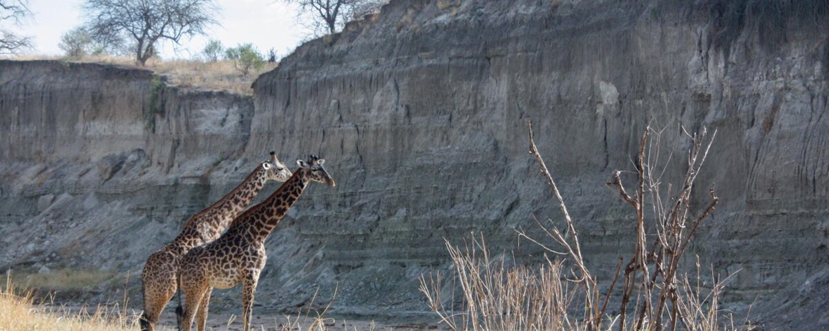 September Tanzania Safari Holidays: The Ultimate Wildlife Experience