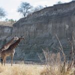 September Tanzania Safari Holidays: The Ultimate Wildlife Experience