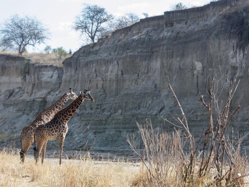 September Tanzania Safari Holidays: The Ultimate Wildlife Experience