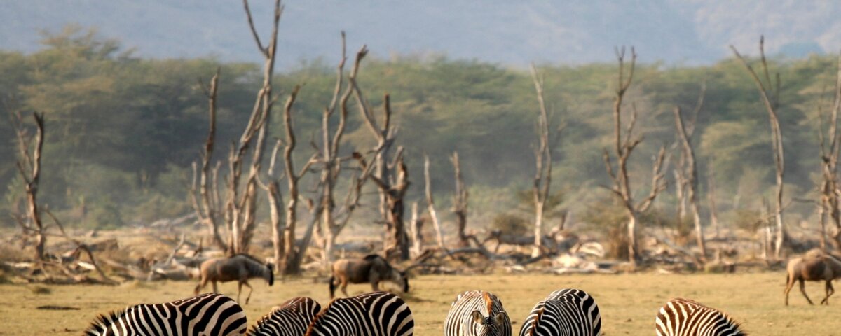 Tanzania Safari and Historical Tours
