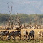Tanzania Safari and Historical Tours