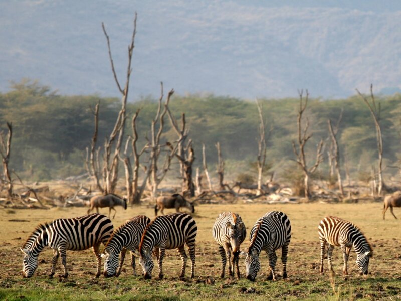 Tanzania Safari and Historical Tours