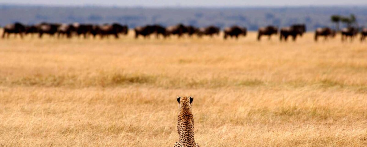 Best Time for Tanzania Safari Tours: When to Visit for the Ultimate Experience