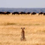 Best Time for Tanzania Safari Tours: When to Visit for the Ultimate Experience
