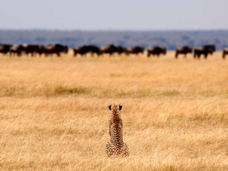 Best Time for Tanzania Safari Tours: When to Visit for the Ultimate Experience