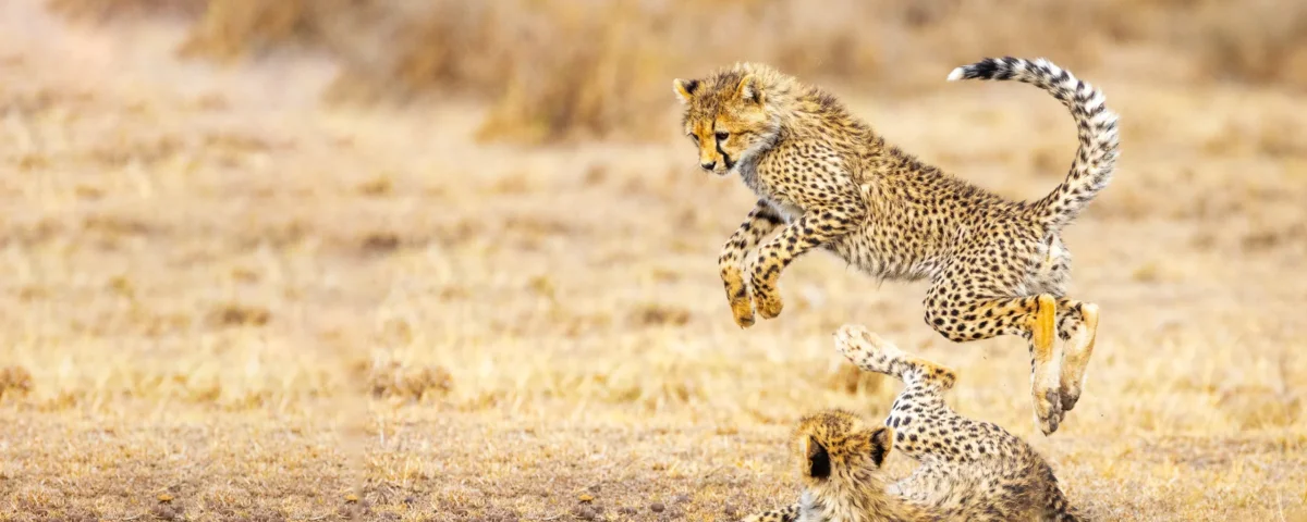 June Tanzania Safari Tours