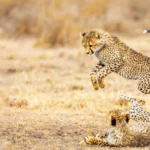 June Tanzania Safari Tours