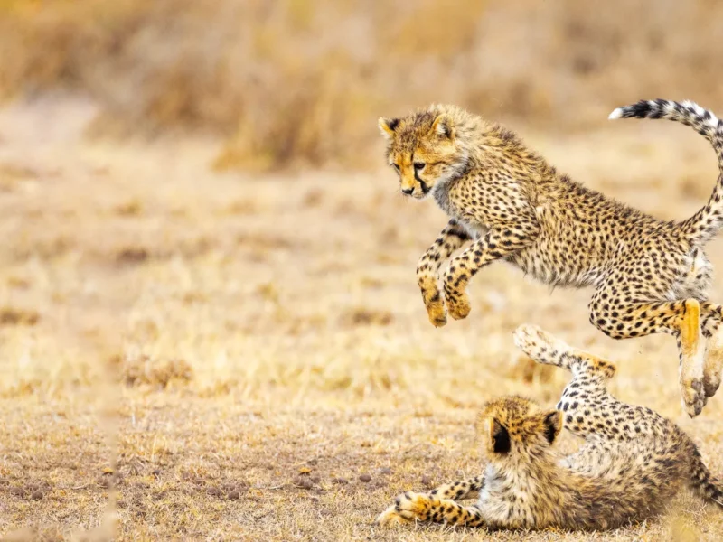 June Tanzania Safari Tours