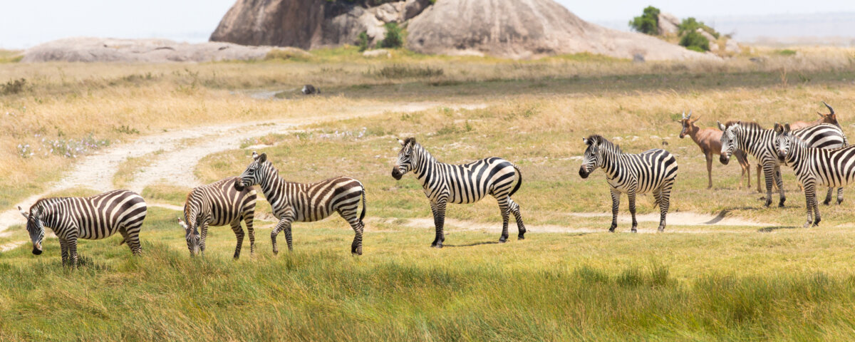 How Many Days Do You Need for a Tanzania Safari