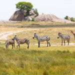 How Many Days Do You Need for a Tanzania Safari